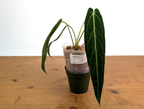Anthurium Warocqueanum 'Queen' - Exact Plant #20E - Free UPS 2 day air
