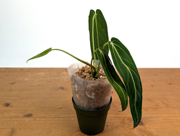 Anthurium Warocqueanum 'Queen' - Exact Plant #20E - Free UPS 2 day air