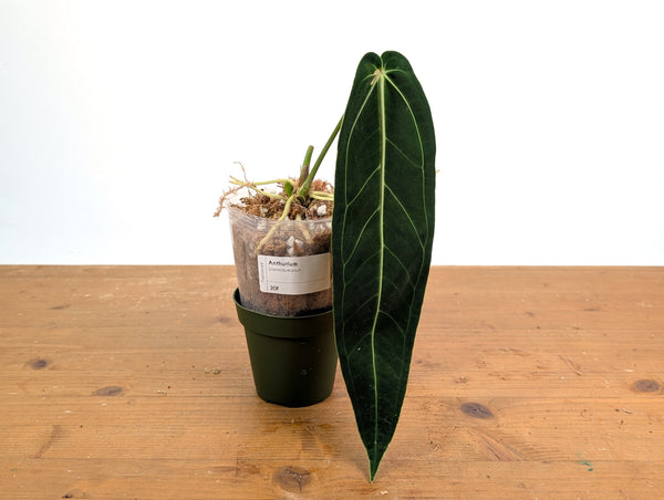 Anthurium Warocqueanum 'Queen' - Exact Plant #20F - Free UPS 2 day air