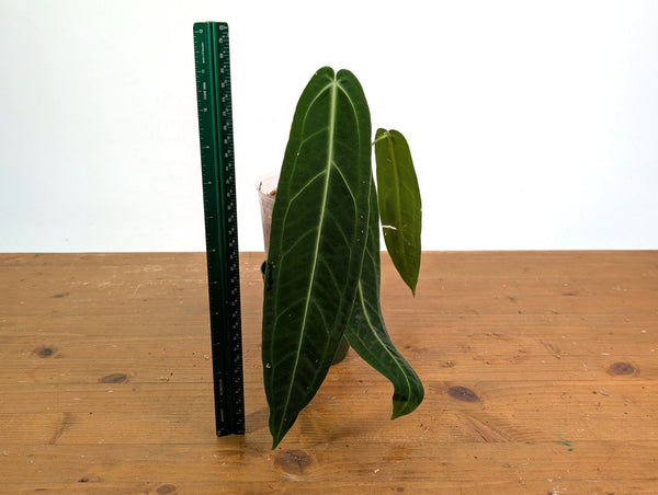 Anthurium Warocqueanum 'Queen' - Exact Plant #20G - Free UPS 2 day air