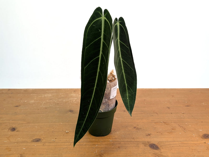 Anthurium Warocqueanum 'Queen' - Exact Plant #20I - Free UPS 2 day air