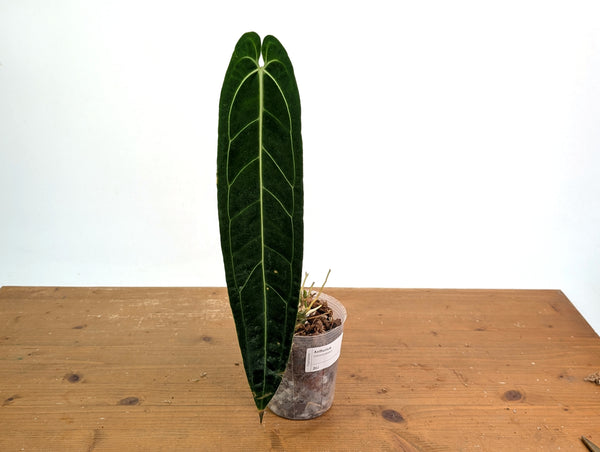 Anthurium Warocqueanum 'Queen' - Exact Plant #20J - Free UPS 2 day air