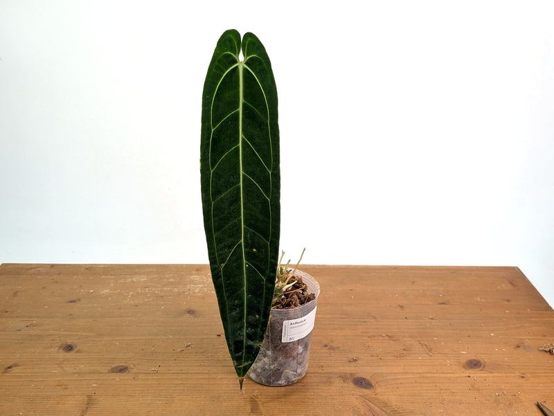 Anthurium Warocqueanum 'Queen' - Exact Plant #20J - Free UPS 2 day air