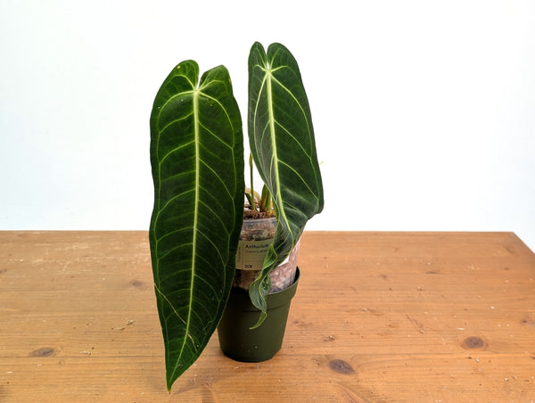 Anthurium Warocqueanum 'Queen' - Exact Plant #20K - Free UPS 2 day air