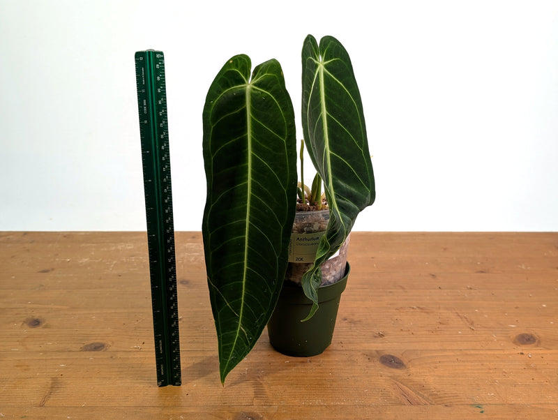 Anthurium Warocqueanum 'Queen' - Exact Plant #20K - Free UPS 2 day air