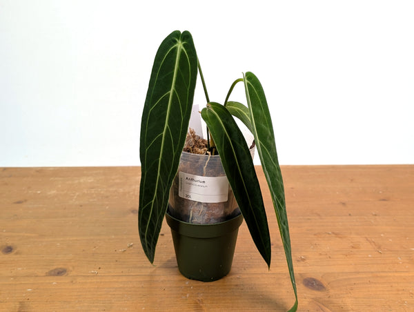 Anthurium Warocqueanum 'Queen' - Exact Plant #20L - Free UPS 2 day air