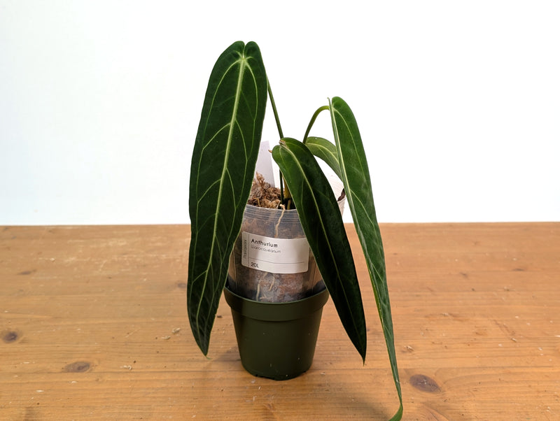 Anthurium Warocqueanum 'Queen' - Exact Plant #20L - Free UPS 2 day air