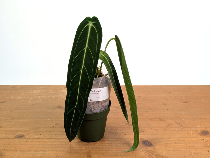 Anthurium Warocqueanum 'Queen' - Exact Plant #20L - Free UPS 2 day air