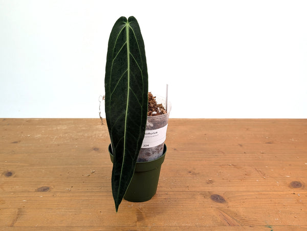 Anthurium Warocqueanum 'Queen' - Exact Plant #20M - Free UPS 2 day air