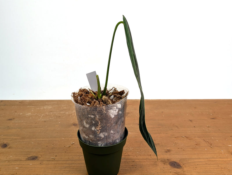 Anthurium Warocqueanum 'Queen' - Exact Plant #20M - Free UPS 2 day air