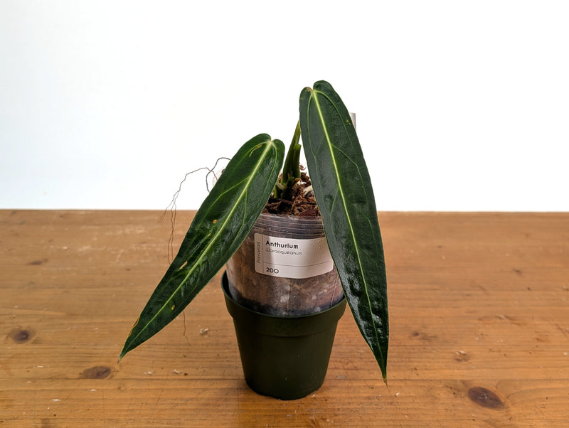 Anthurium Warocqueanum 'Queen' - Exact Plant #20O - Free UPS 2 day air