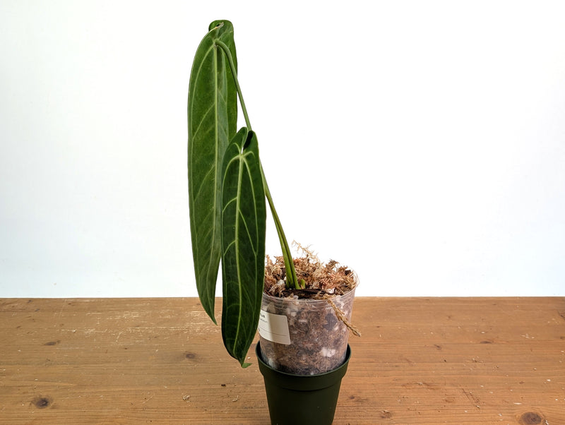 Anthurium Warocqueanum 'Queen' - Exact Plant #20P - Free UPS 2 day air