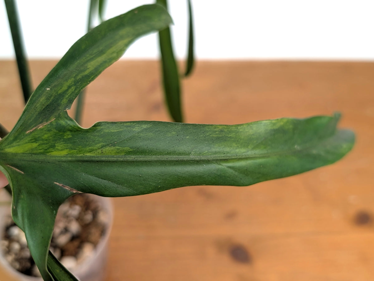 Philodendron Paloraense Variegated (Mature) - Exact Plant #21D
