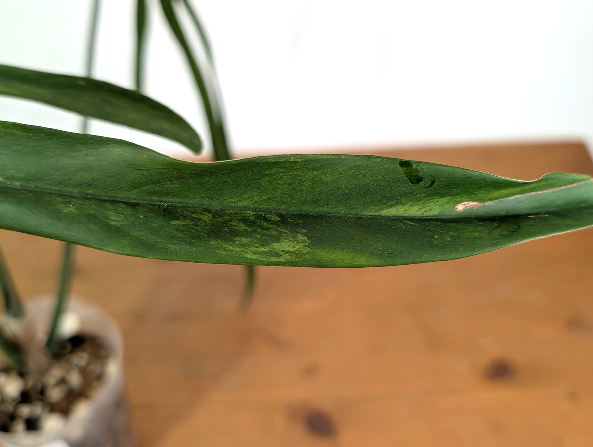 Philodendron Paloraense Variegated (Mature) - Exact Plant #21D