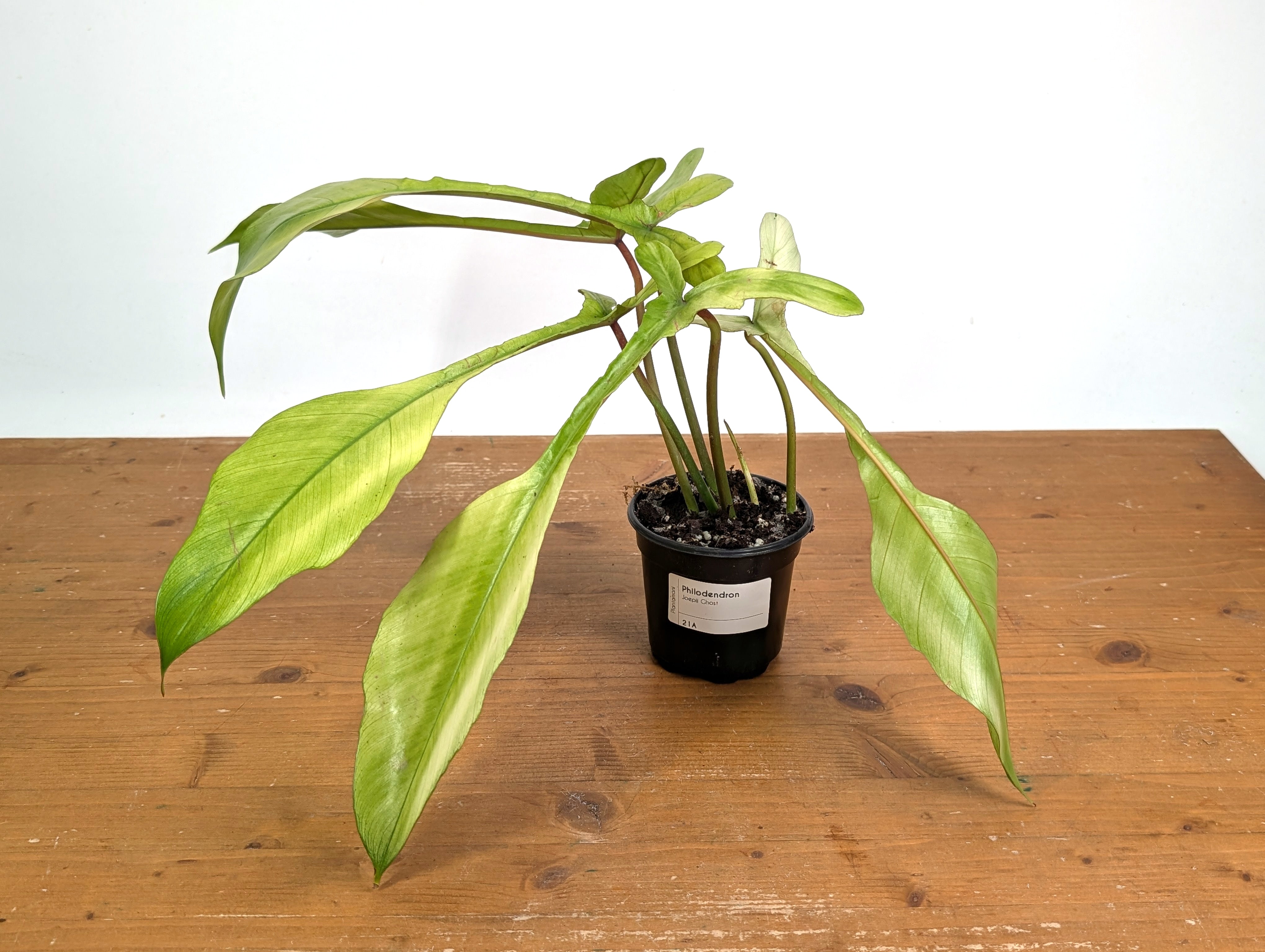 Philodendron Joepii Mint Variegated - Exact Plants (multiple