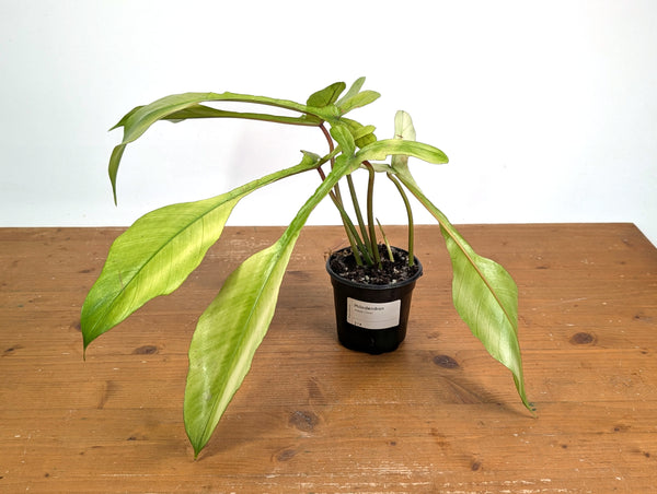 Philodendron Joepii Mint Variegated - Exact Plants (multiple)