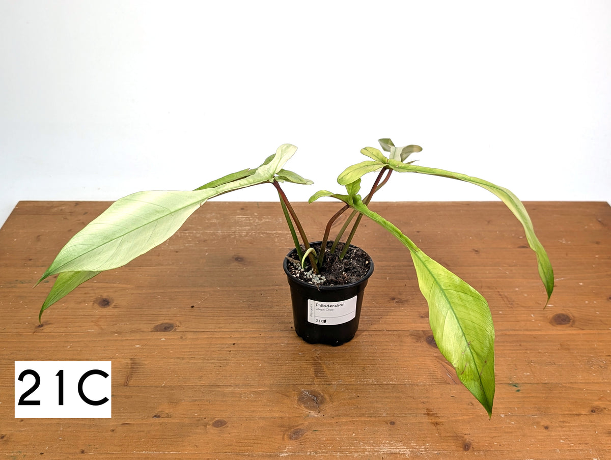 Philodendron Joepii Mint Variegated - Exact Plants (multiple)