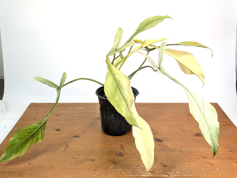 Philodendron Joepii Variegated Mint - Exact Plant #13B