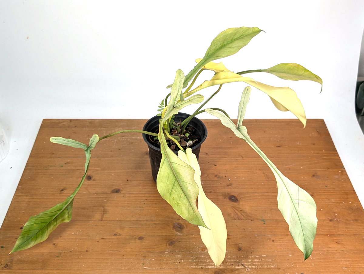Philodendron Joepii Variegated Mint - Exact Plant #13B