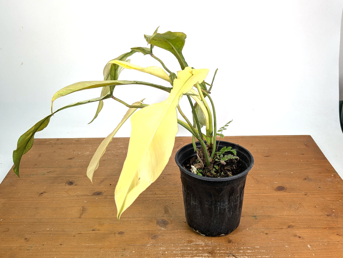 Philodendron Joepii Variegated Mint - Exact Plant #13B