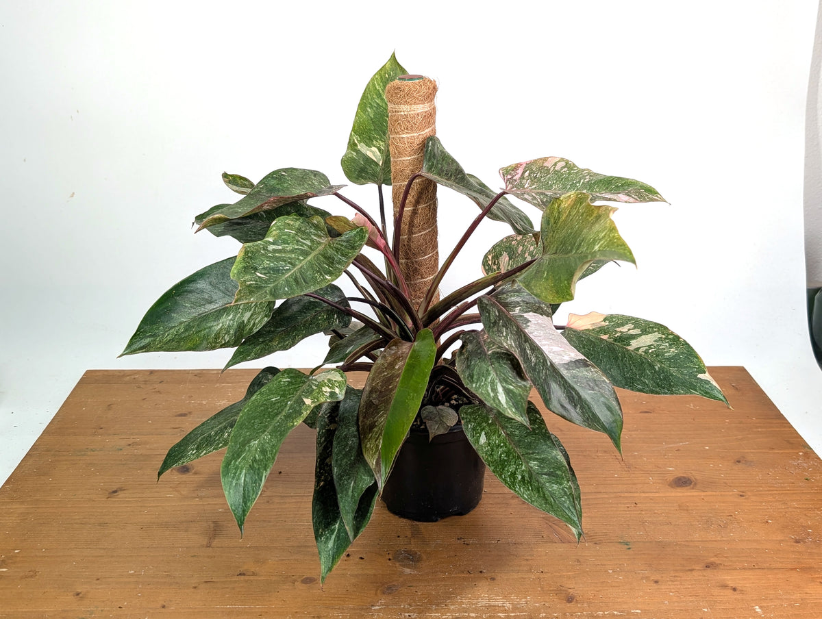 Philodendron Scarlet Princess - Exact Plants (multiple)