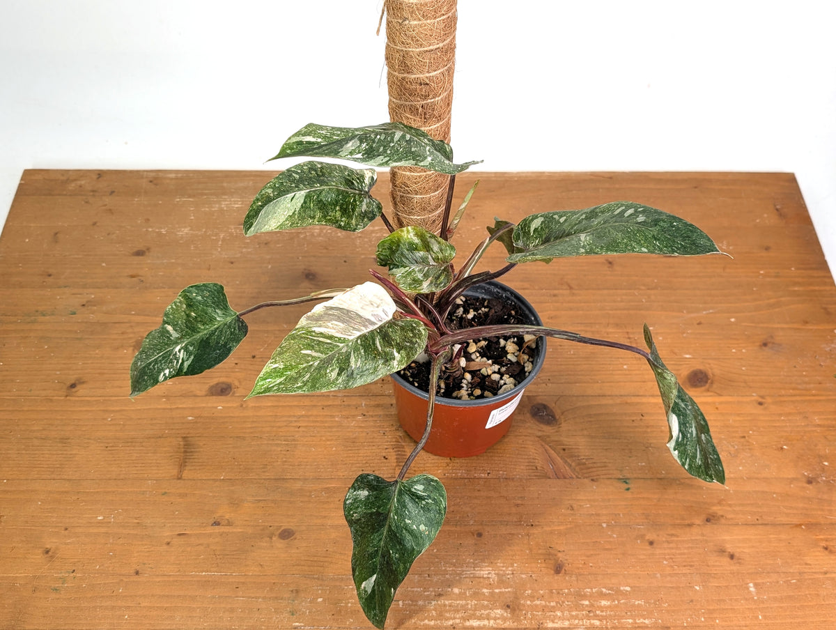 Philodendron Scarlet Princess - Exact Plants (multiple)