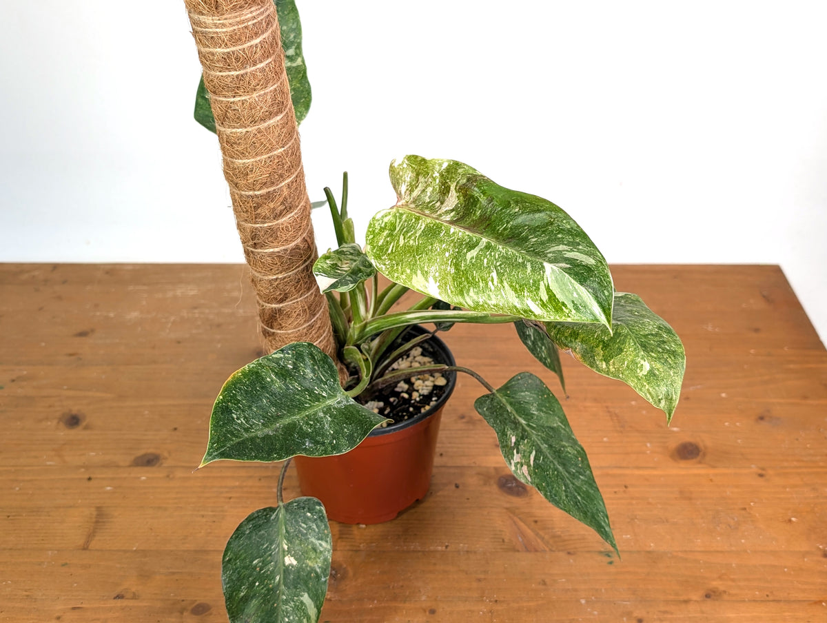 Philodendron Scarlet Princess - Exact Plants (multiple)