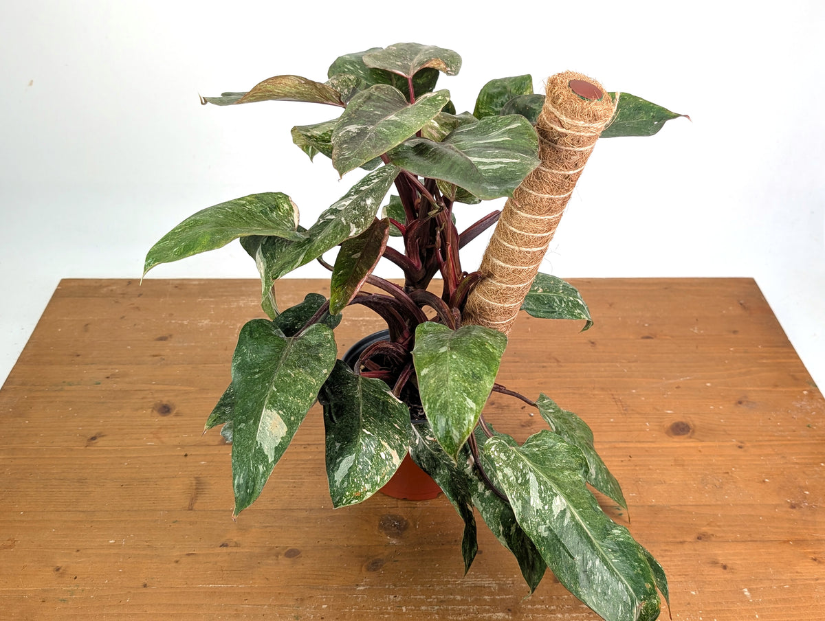 Philodendron Scarlet Princess - Exact Plants (multiple)