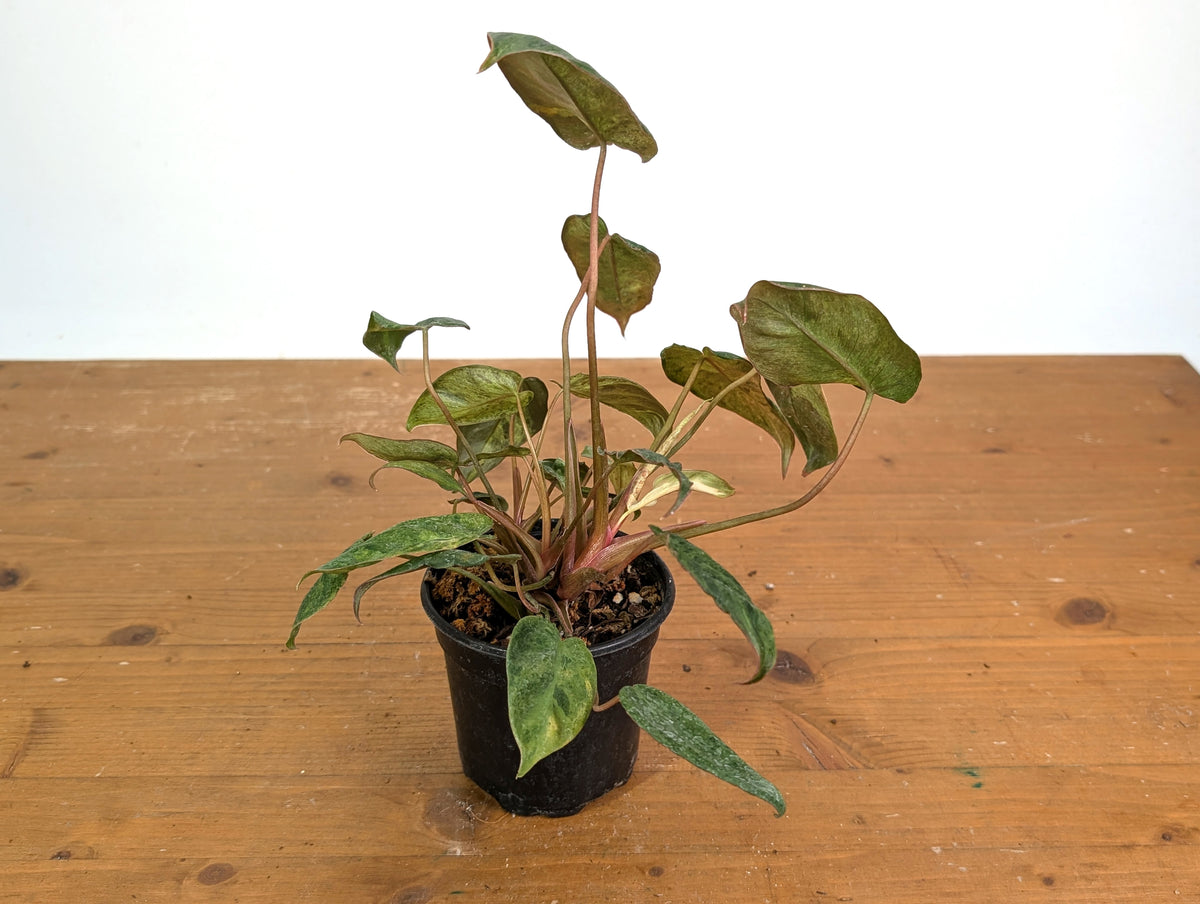 Philodendron El Choco x Billietiae Variegated - Exact Plant #21A