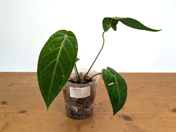 Anthurium Zamora Queen (marmoratum 2 x warocqueanum)