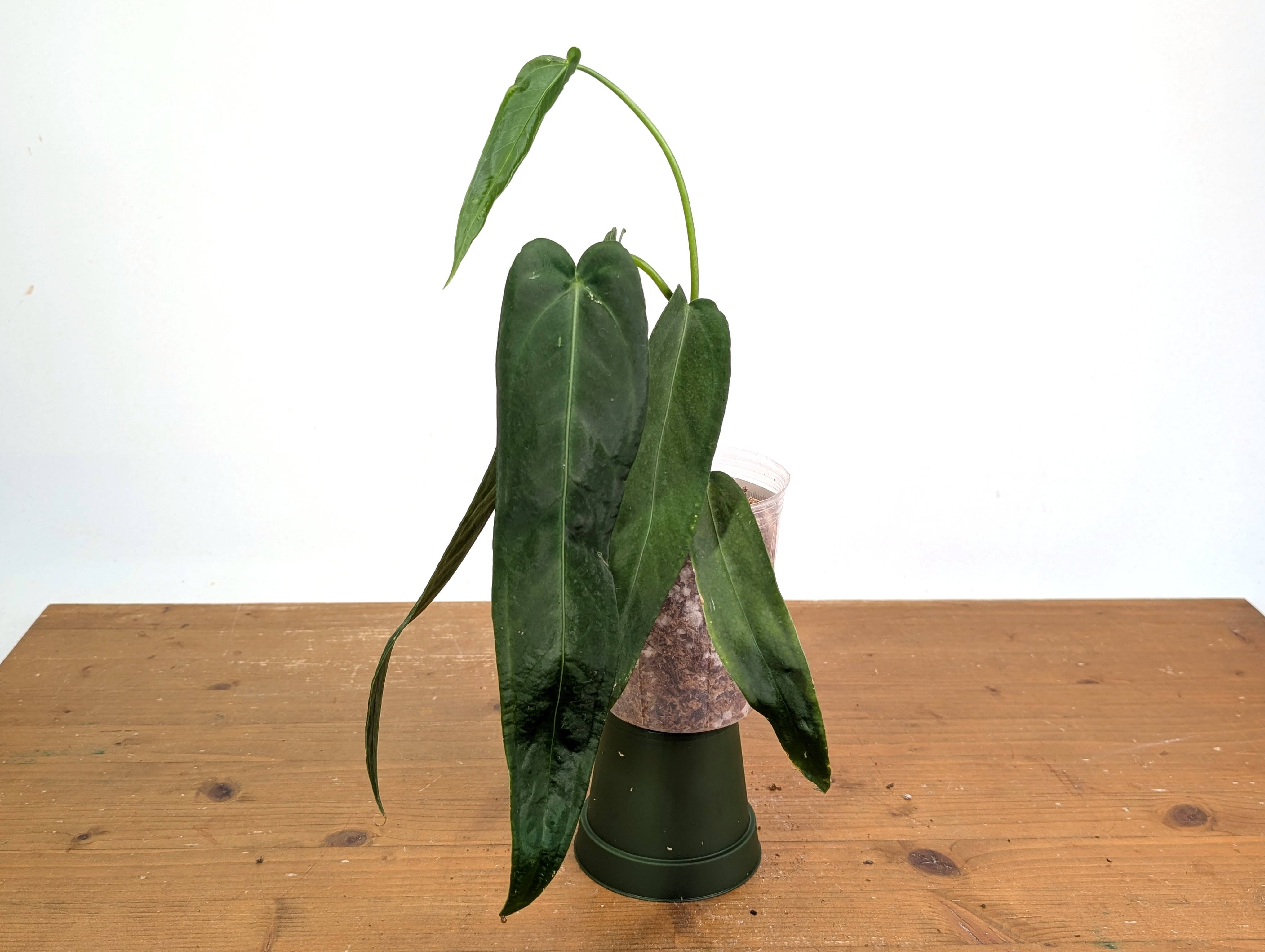 Akoustika アクスティカ IV Pomexgranate. Anthurium Warocqueanum 'Green Zafire' – Plantamani Plants