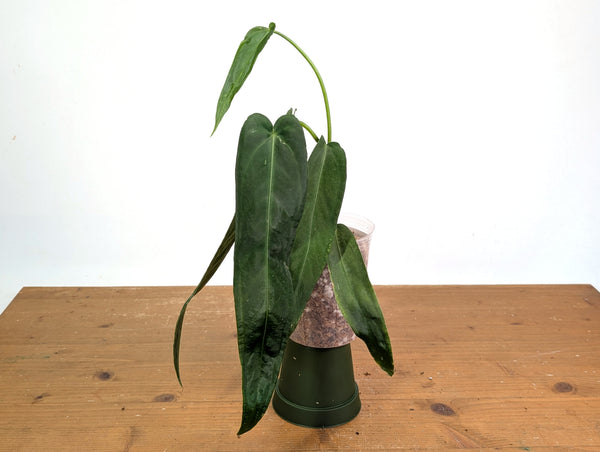 Anthurium Warocqueanum 'Green Zafire'