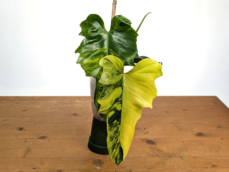 Philodendron Florida Beauty x Mayoi Variegated - Exact #21A