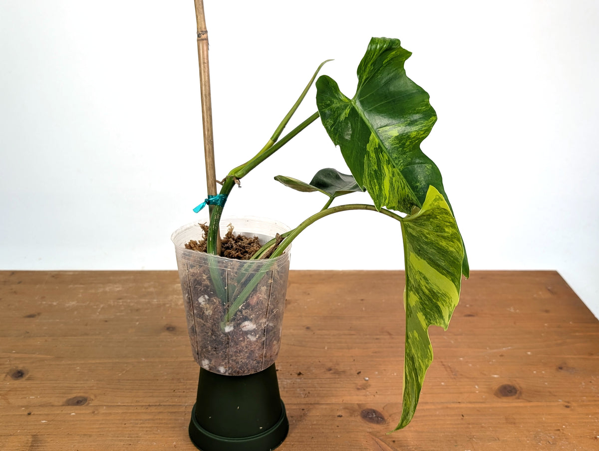 Philodendron Florida Beauty x Mayoi Variegated - Exact #21A