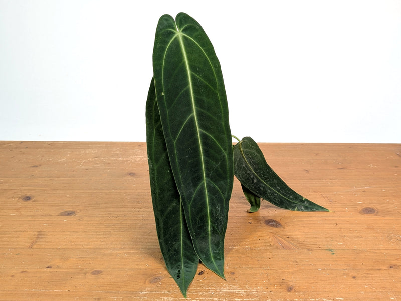 Anthurium Warocqueanum 'Queen' (Fresh Import, Bare Root)