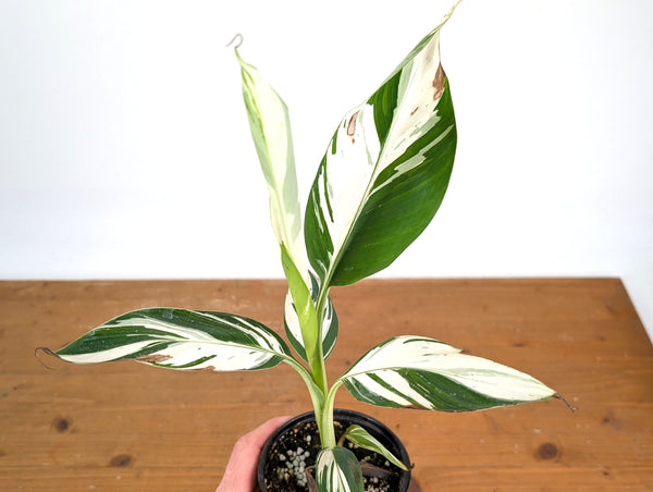 Musa × paradisiaca 'Ae Ae' Variegated Banana