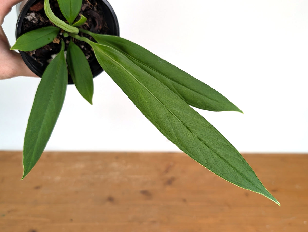 Anthurium ceronii