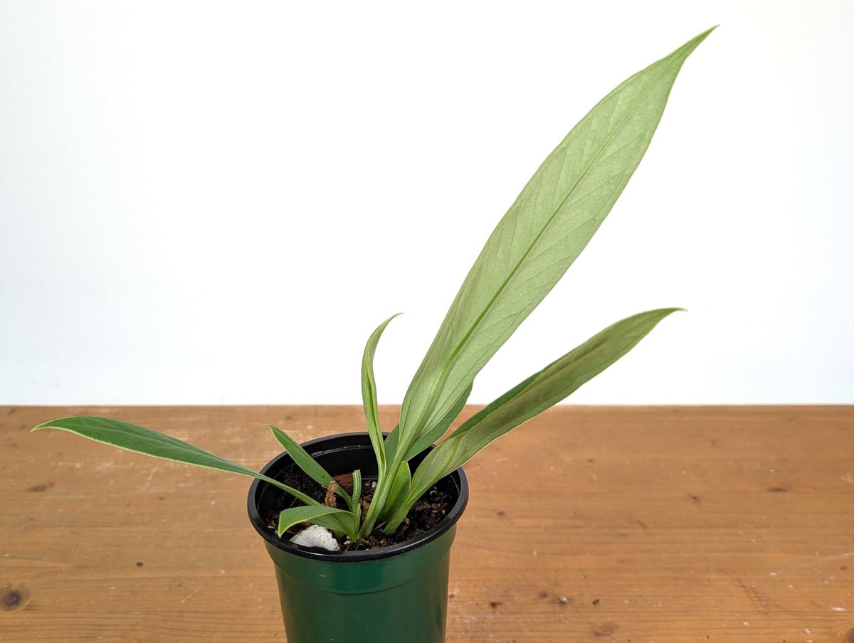 Anthurium ceronii