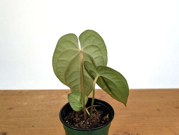 Anthurium Dark Lotus (Black Diamond x Papililaminum)