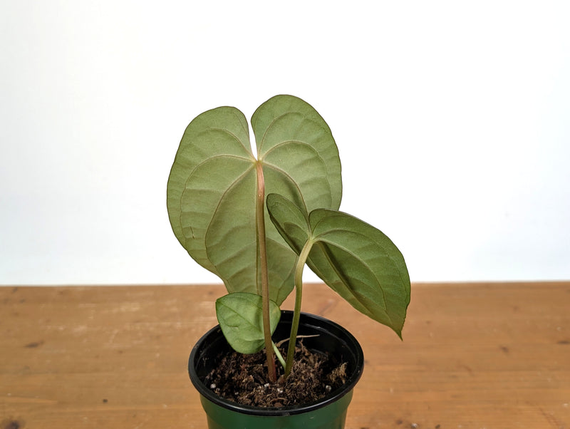 Anthurium Dark Lotus (Black Diamond x Papililaminum)