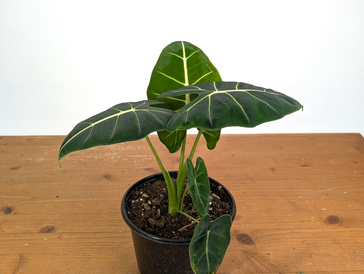 Alocasia Frydek