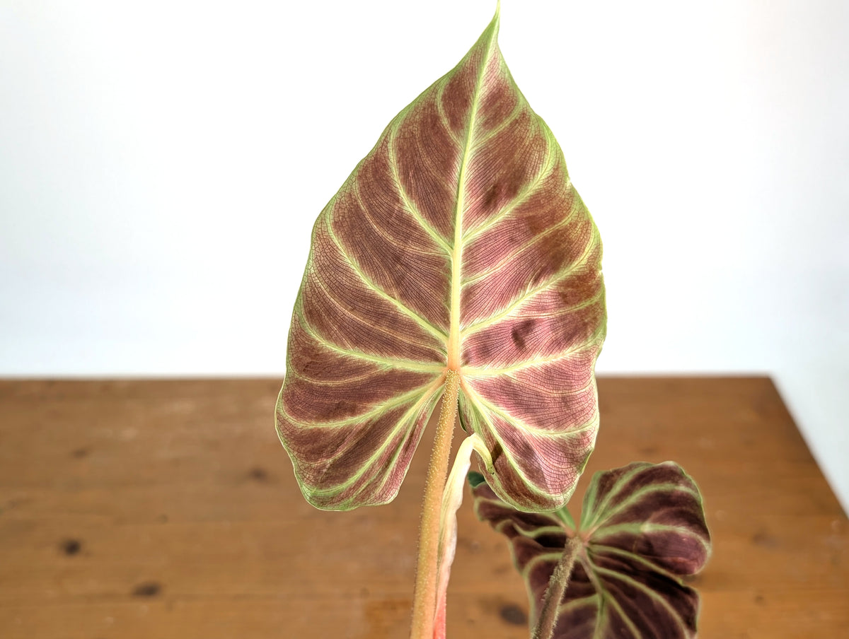 Philodendron Verrucosum 'Angel'