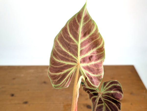 Philodendron Verrucosum 'Angel'