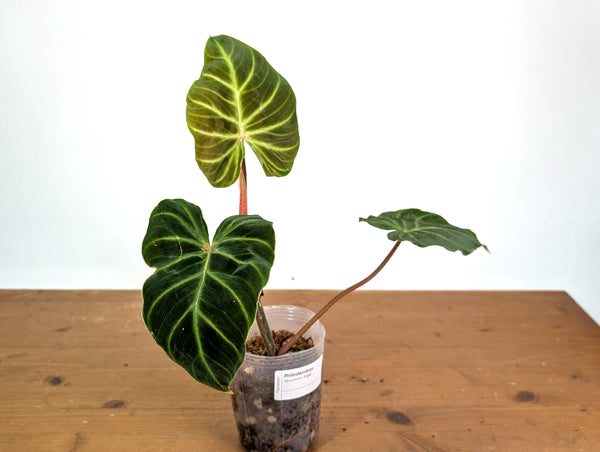 Philodendron Verrucosum 'Angel'
