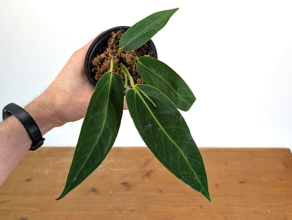 Anthurium Warocqueanum × Besseae aff.