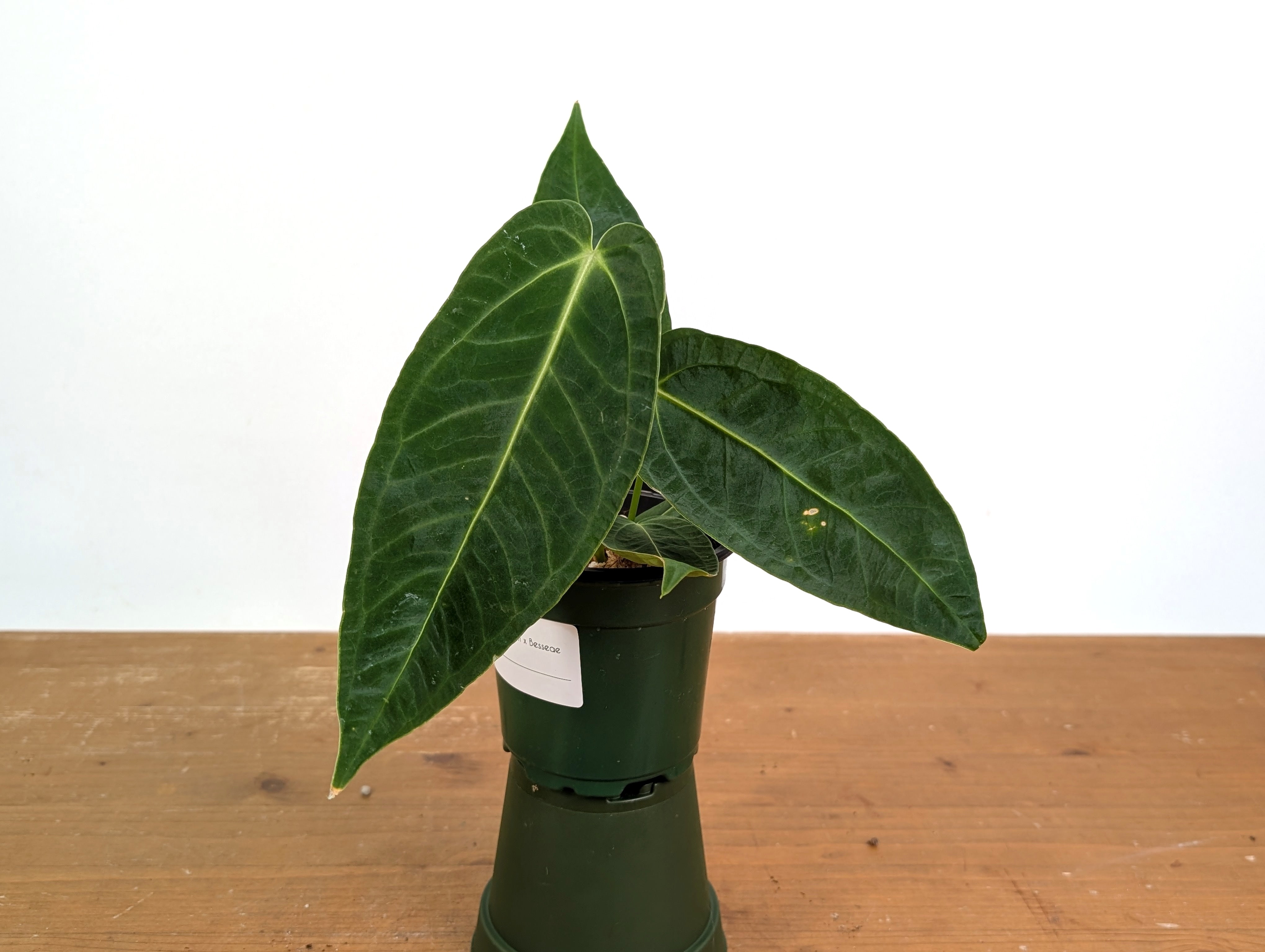 Anthurium Warocqueanum × Besseae aff. – Plantamani Plants