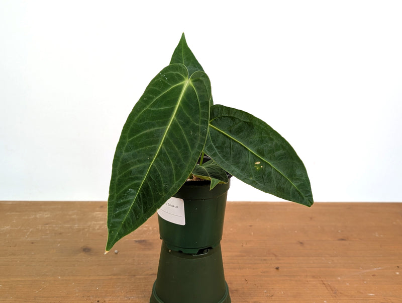 Anthurium Warocqueanum × Besseae aff.