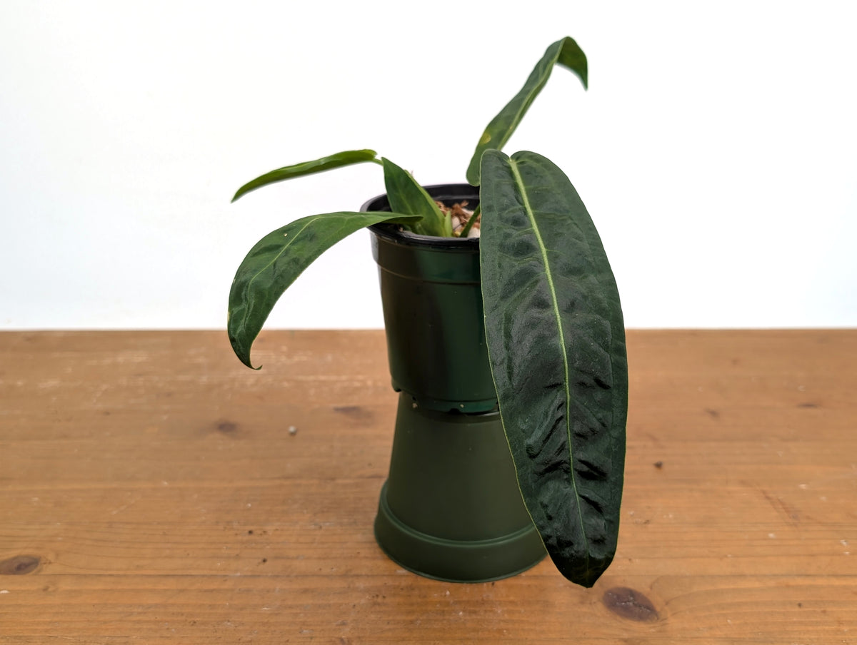 Anthurium Amazon Princess (pallidiflorum x warocqueanum)