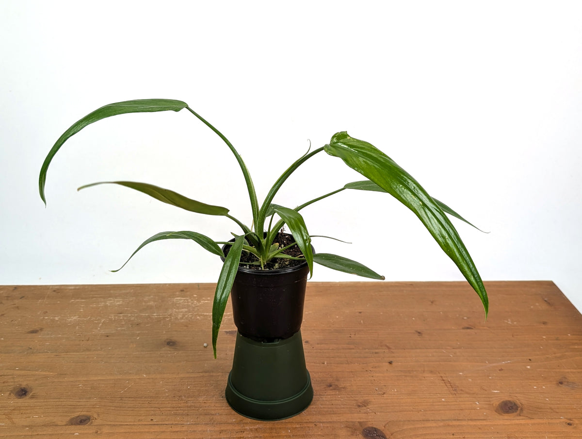 Philodendron Holtonianum