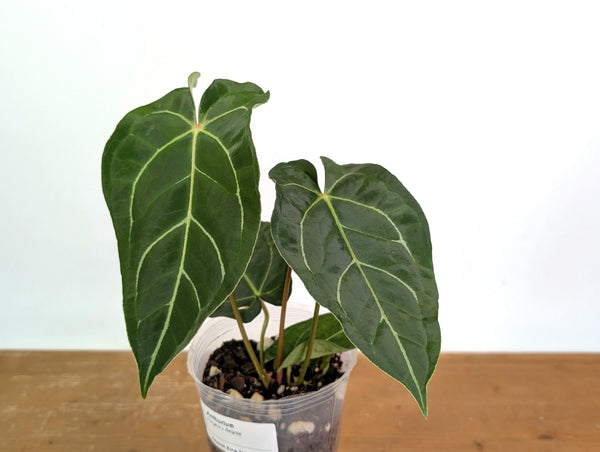 Anthurium Amazon King Stripes (Forgetii x Regale)
